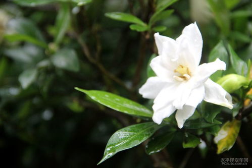 夏日里的那朵栀子花