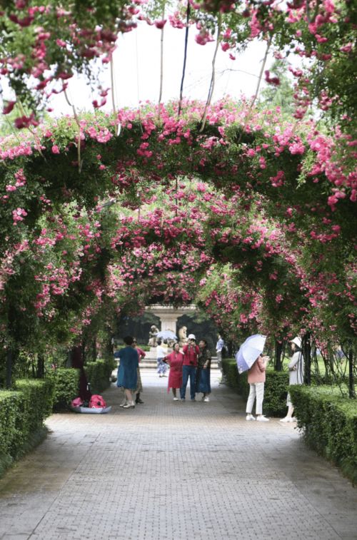 紫苑：清新靓丽，新手也Neng养好