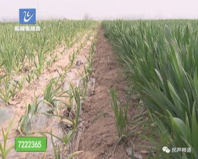 一、 除草剂的使用及其影响