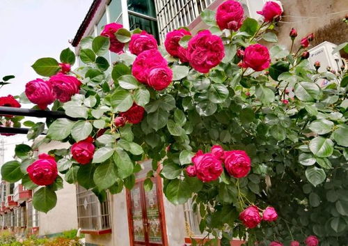 养护红龙月季的小技巧