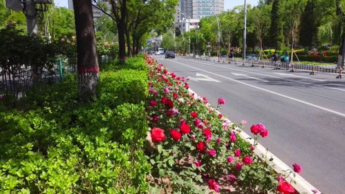 立体交通， 月季玫瑰的舞台