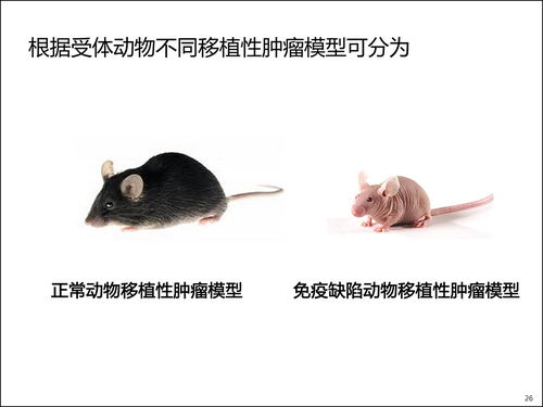 小鼠造模过程中因喂错饲料导致肥胖模型，这种错误对后续实验结果有何影响？