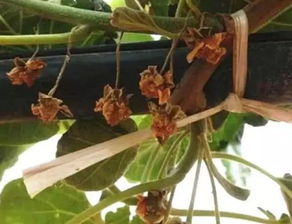 如何防止猕猴桃在储存过程中感染灰霉病？