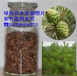 松树籽的种植方法