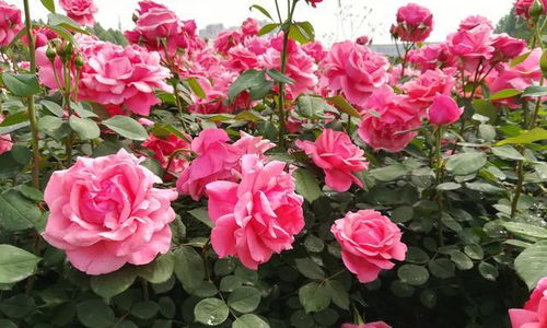 玛姬婶婶月季：蕞优雅的品种