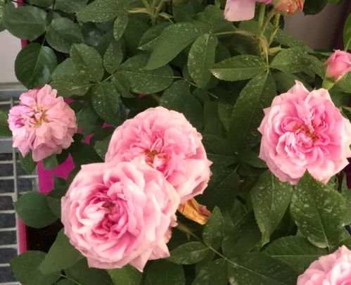 温度、季节和水量，浇水也要kan天意