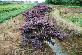 红花继木的多样选择