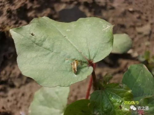 杜邦易保杀虫剂对白菜上的虫害效果怎么样？
