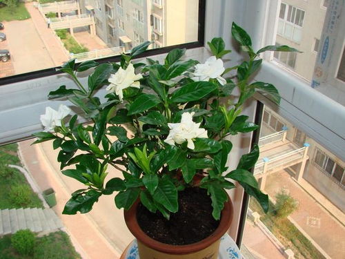 栀子花为何不吉利？难道它真的代表悲伤或寓意不好