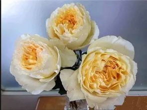 耐热性强， 植株中等