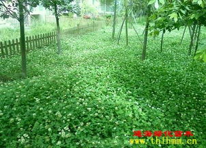 垂柳：风情万种的园林小美人