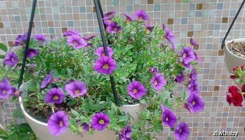 ▌ 晒不死的花中劳模