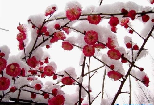 梅花——冷艳、高洁