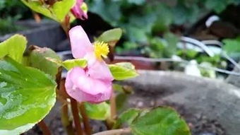 梅雨季台州赏花指南：走进花的世界