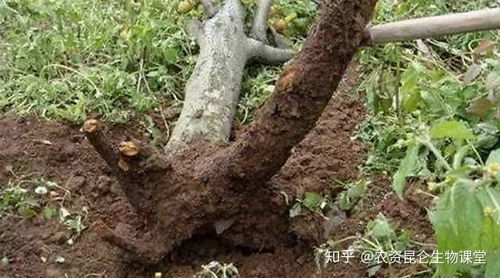 五、 根部防腐措施