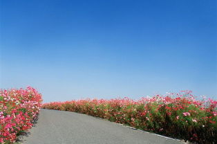 马路两边的花卉选择