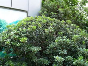 南方常见园林植物大揭秘