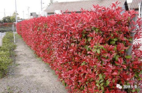 修剪技巧要学起来