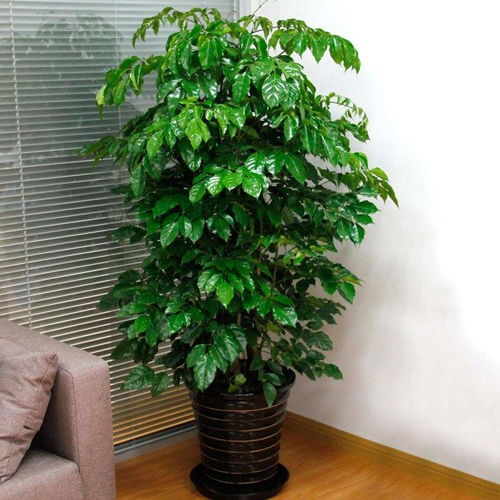 耐心与观察：盆栽养护的心得分享