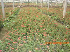 湖南的优势花卉苗木包括但不限于以下几种: