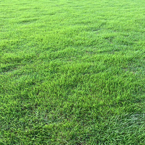 家庭VS市政选种差异对比表