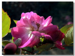 蔷薇的生存法则：耐寒又开花