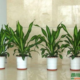 节日用花， 气氛浓烈