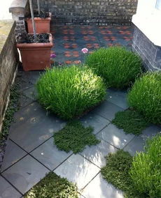 庭院里铺哪种草好？细密草种大揭秘！