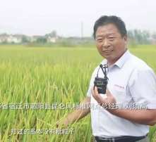 多效唑的特点与使用注意事项