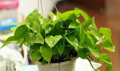 绿萝的换盆季节，你了解多少？