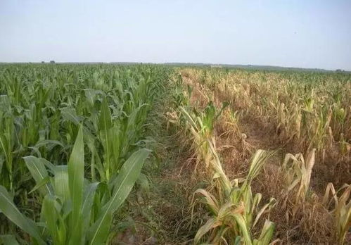 二氯四钾钠除草剂药害出现后有哪些补救措施可以减轻或消除药害影响？