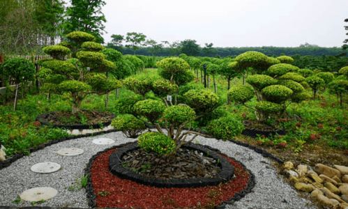 植物的文化价值：自然的诗篇