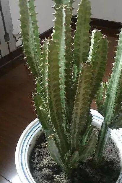 光照喜欢的睡莲品种中，哪种特别偏爱阳光充足的环境呢