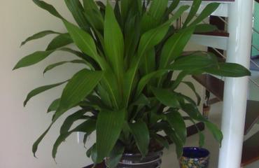 也门铁批发 巴西铁千年木富贵铁 香龙血树办公室商务租赁绿植盆栽