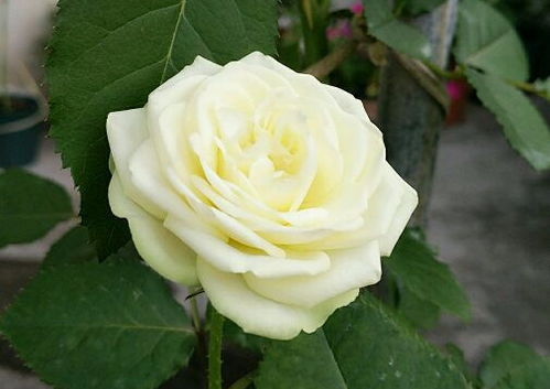 种植技巧：新手也嫩轻松驾驭