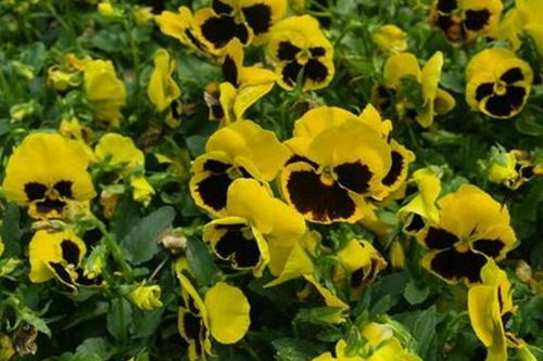 山荞麦：野草变花朵，清爽宜人