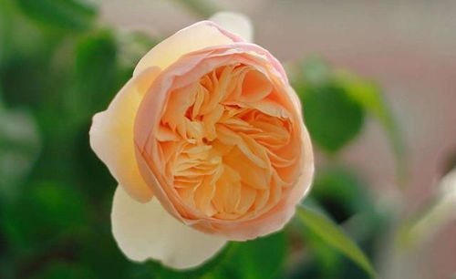 月季花， 黄色中的瑰宝