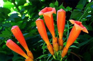 浇水要适量， 别让它涝着