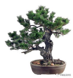 三、 黑松：盆景界的经典