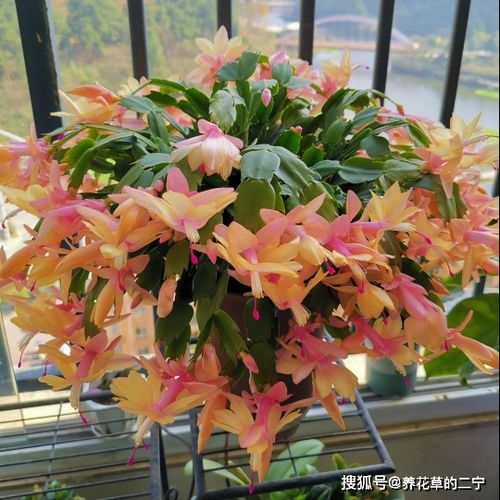 剑兰种植黄金期：掌握最佳播种时间，提升养殖成功率！