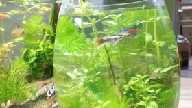 鳑鲏增色饲料中添加了哪些特殊成分，能让鱼儿快速上色？