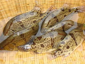 鳜鱼黏孢子虫病是一种鱼类寄生虫病