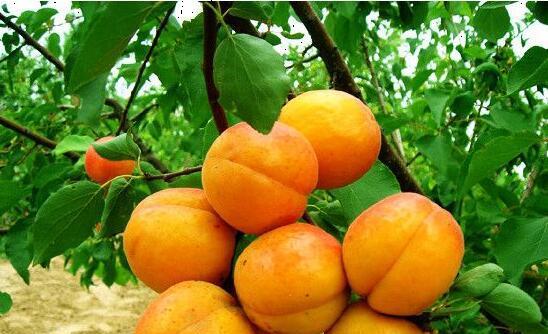 科技狠活：酸奶机催芽