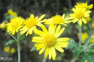 野花不仅仅是美丽， 梗是一种精神寄托