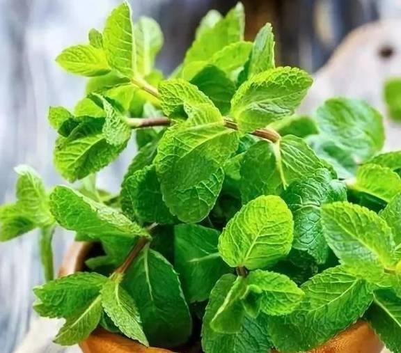 植物的气味，穿透口罩的秘密