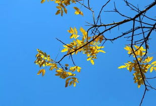 第四步：绿叶衬托