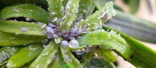 创造不利于害虫生长的环境