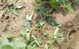 密花石斛病虫害解决方案中，如何有效防治石斛炭疽病和根腐病