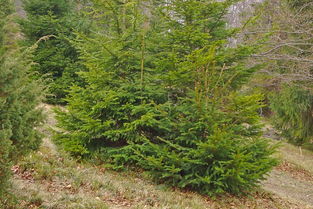 雪松的适应性及其在园林中的应用