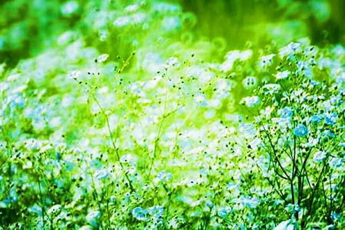 它们各自蕴含的寓意和象征